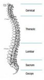 Colonna Vertebrale umana